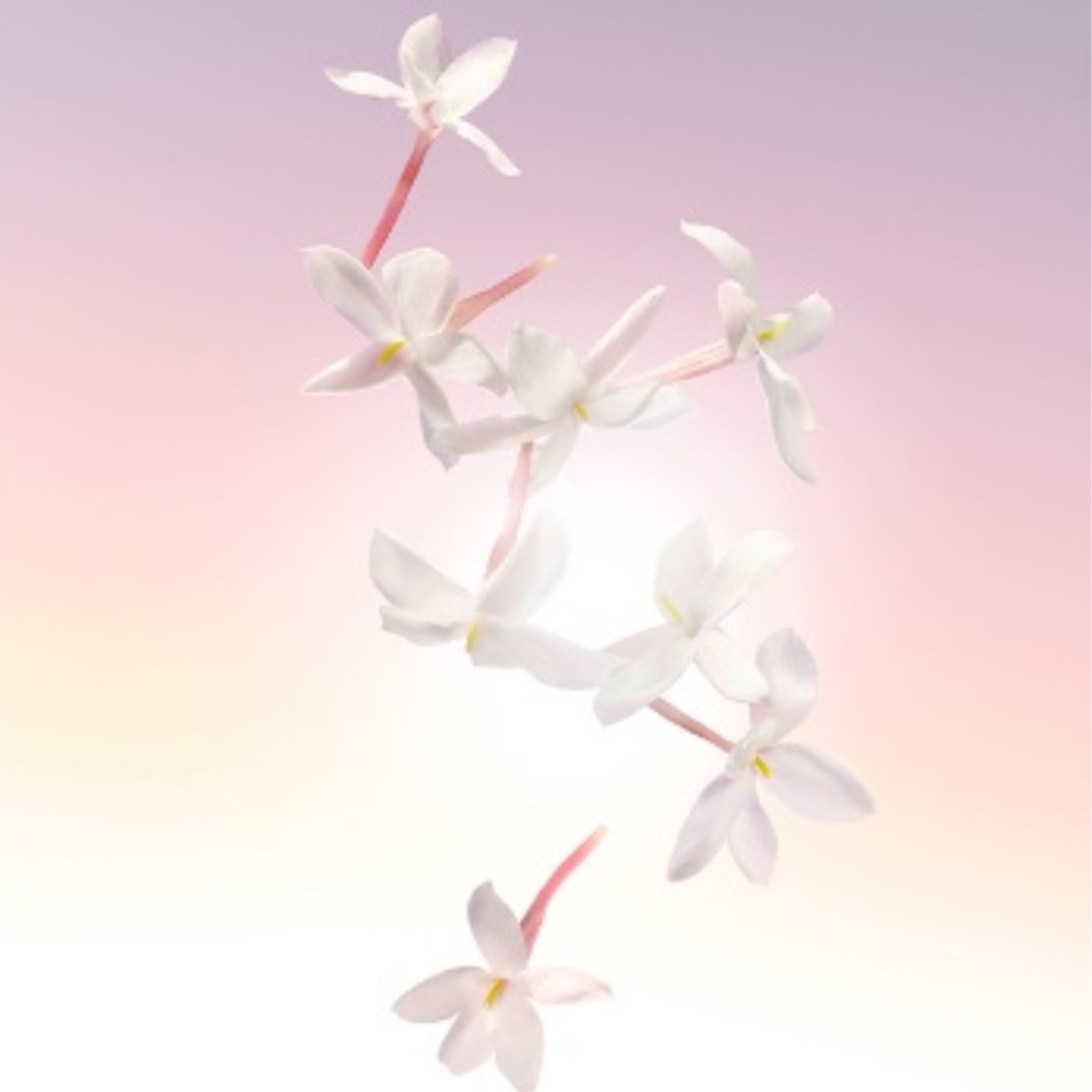 Flor de Jazmín